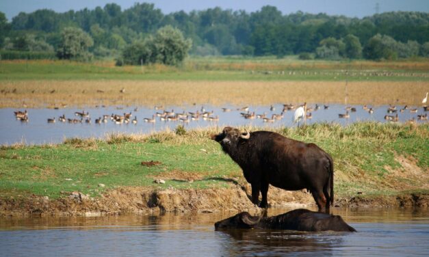 Tömegével pusztulnak a madarak Mórahalmon, a hőség miatt egy mérgező baktérium szaporodott el