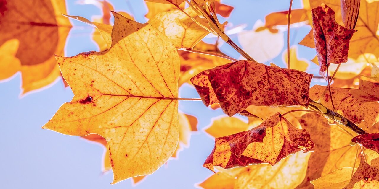 Szeptember közepén megérkezik az ősz