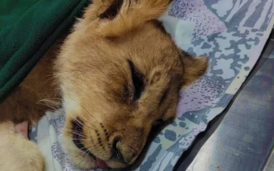 Válságos állapotban a kisoroszlán, az életéért küzdenek