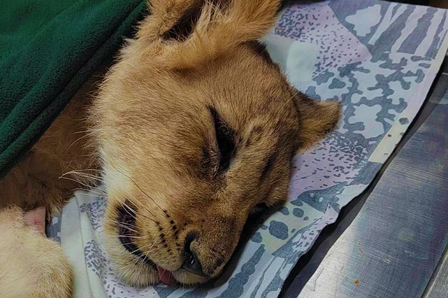 Továbbra is válságos állapotban a szabadkai kisoroszlán