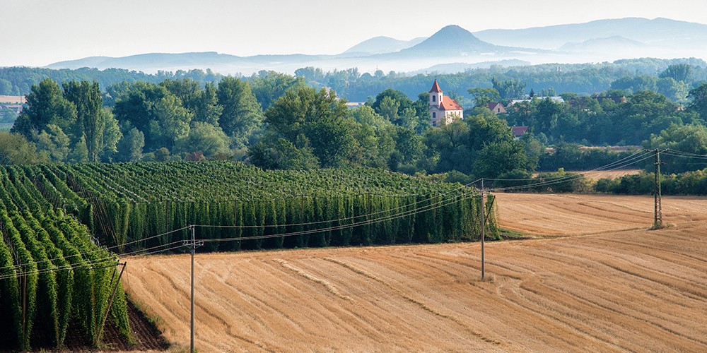 Saaz komlóültetvény a tájba illeszkedve (Fotó: Vaclav Mach/Shutterstock)