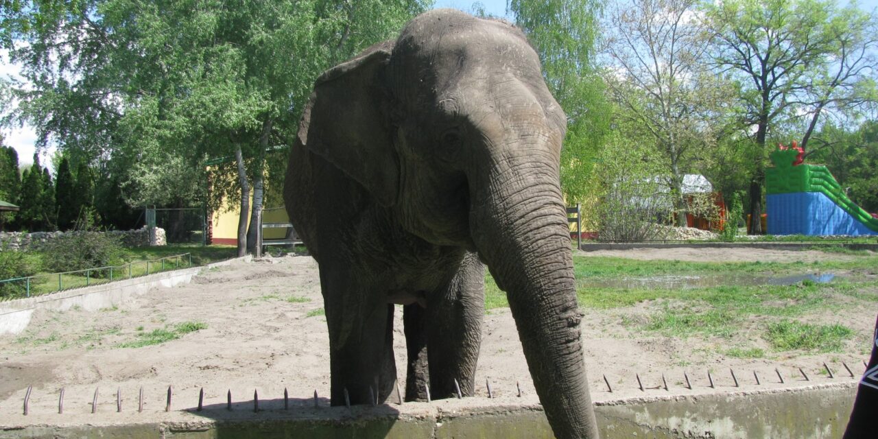 Elpusztult Tvigi, a Belgrádi Állatkert elefántja
