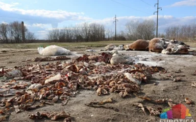 Éveken keresztül lopták a húst a dögtemetőből