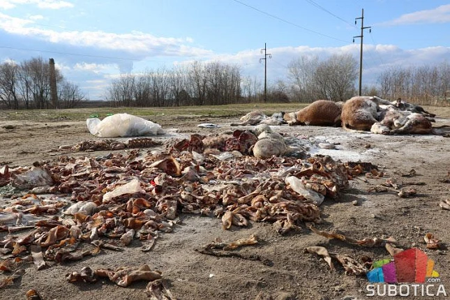 Éveken keresztül lopták a húst a dögtemetőből