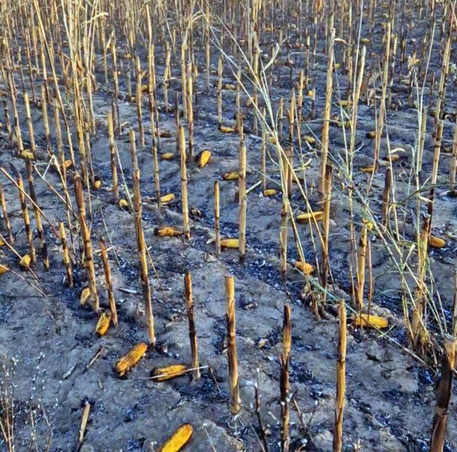 Huszonhét hold kukorica égett le Nemesmiliticsnél