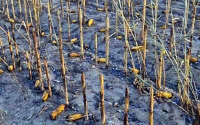 Huszonhét hold kukorica égett le Nemesmiliticsnél