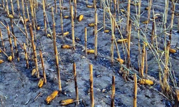 Huszonhét hold kukorica égett le Nemesmiliticsnél