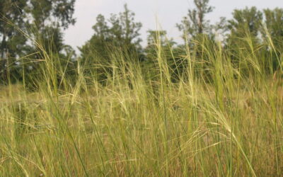 Nagy túlélői voltak a jégkorszaknak a Kárpát-medencében a növények