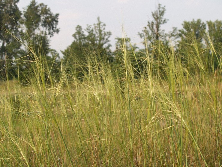 Nagy túlélői voltak a jégkorszaknak a Kárpát-medencében a növények