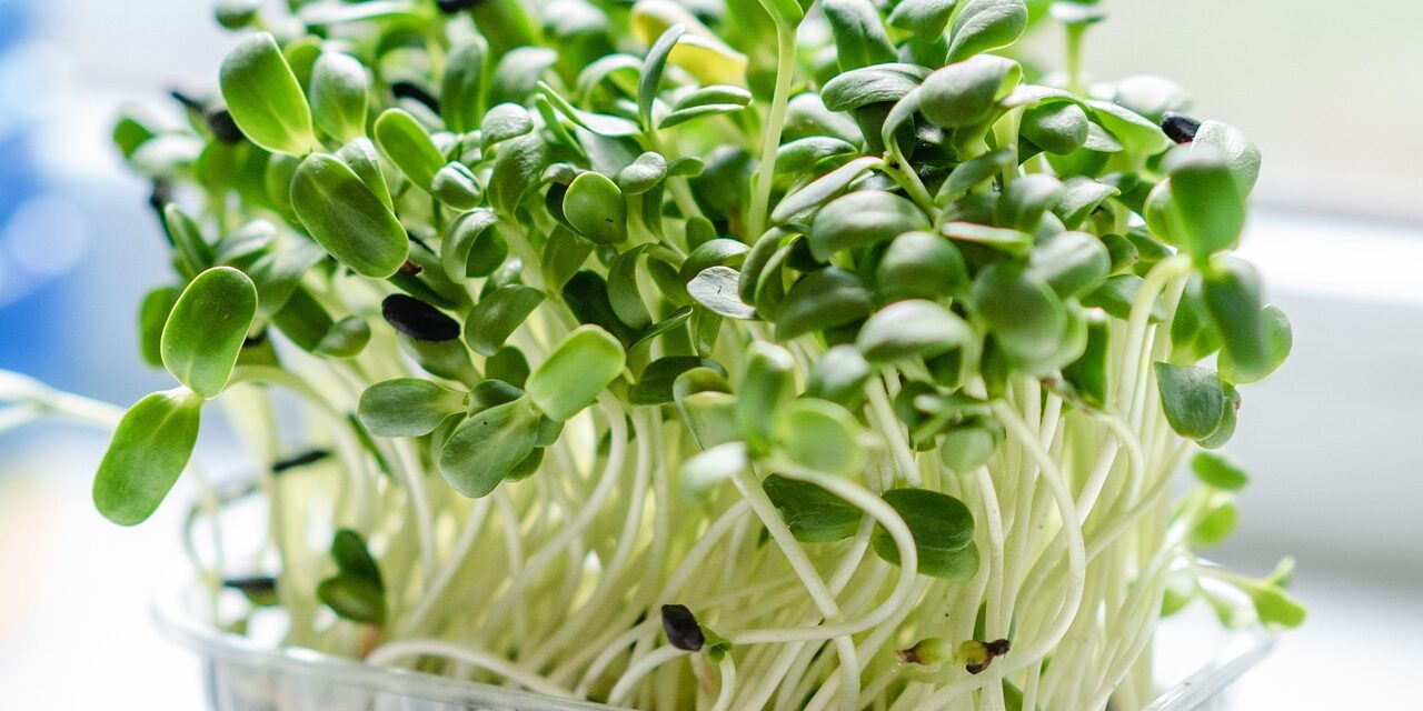 <span class="entry-title-primary">Mikrozöldség, a jövő tápláléka</span> <span class="entry-subtitle">Az óbecsei SBP Agriculture gazdaságban egy tucatnál is több mikrozöldséget termesztenek</span>