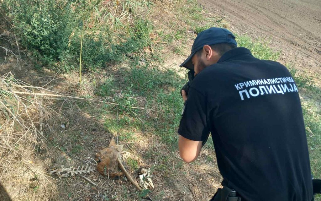 Tizenhárom őztetemet találtak Topolyánál
