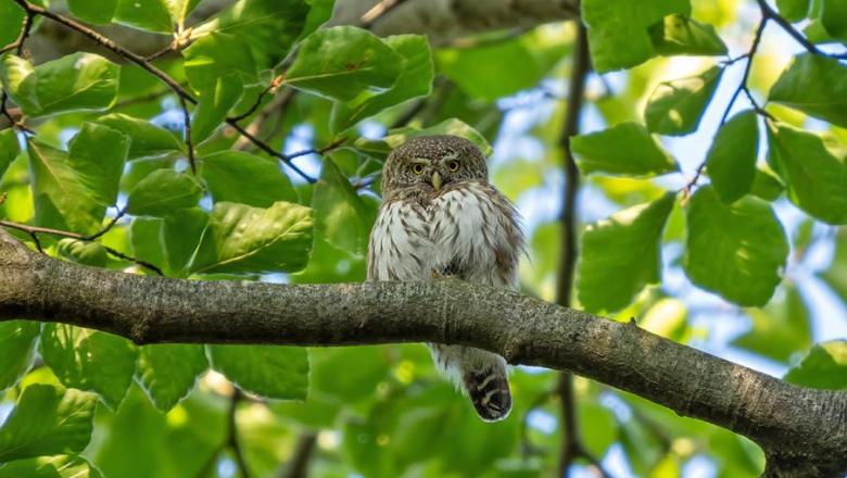 Pulipintyet találtak Magyarországon