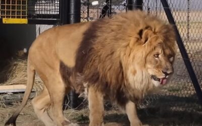 Öt év bezártság után méltó lakhelyre került a világ legmagányosabb oroszlánja (Videóval)