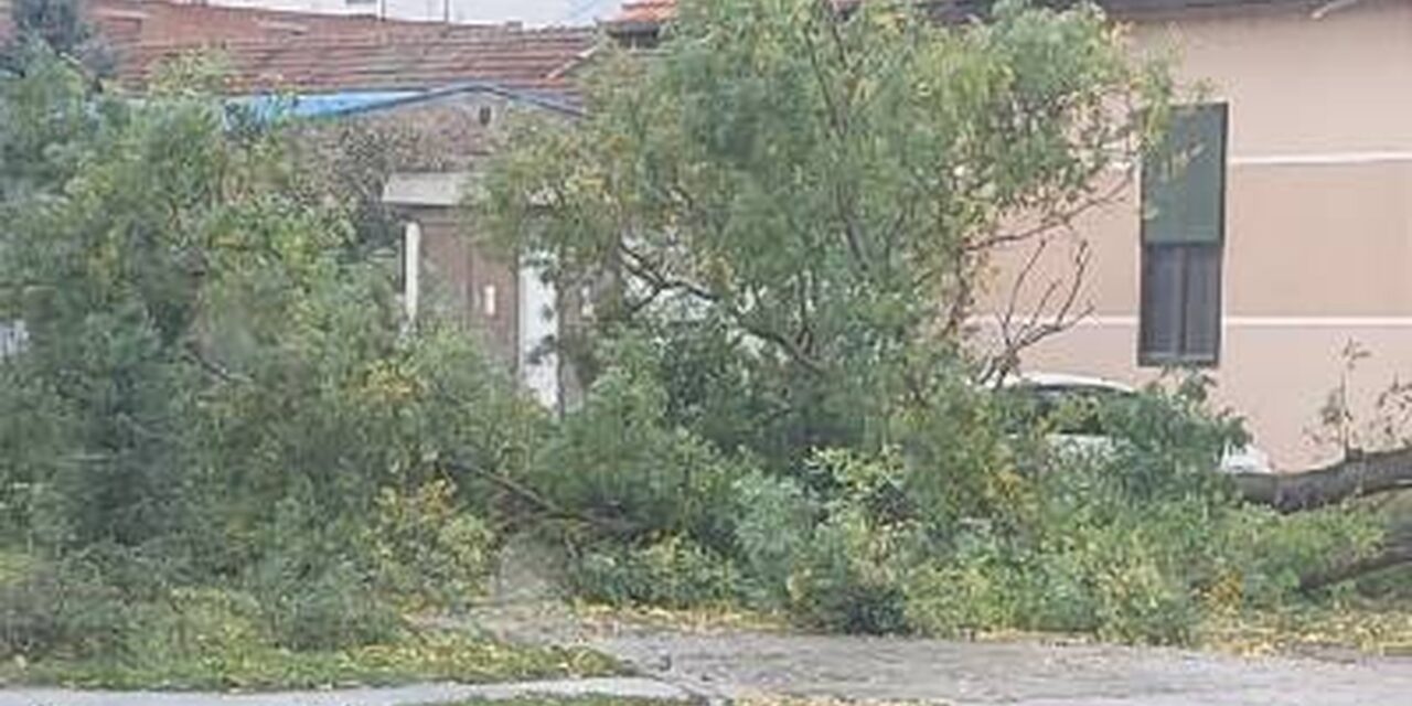 Fákat döntött ki Szabadkán a viharos szél (Fotók)