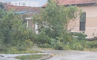 Fákat döntött ki Szabadkán a viharos szél (Fotók)