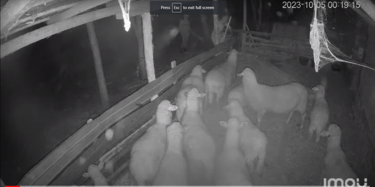 Kergetni kellett, de végül csak elloptak egy birkát Királyhalmán