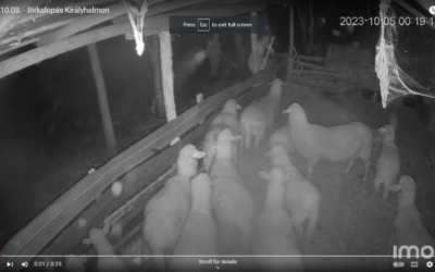 Kergetni kellett, de végül csak elloptak egy birkát Királyhalmán