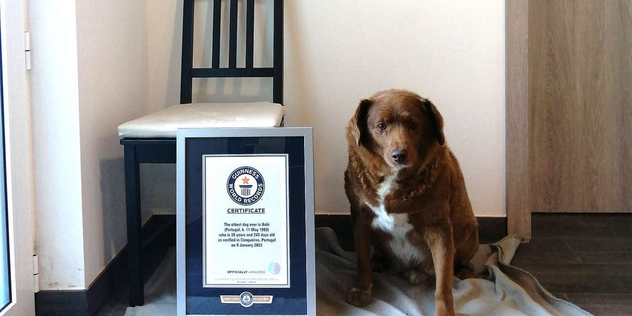 Elpusztult Bobi, a világ legidősebb kutyája