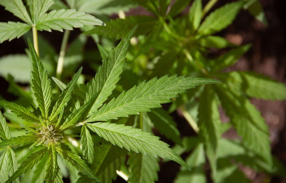 A CBD olajtól nem kell félnetek, jó lesz!