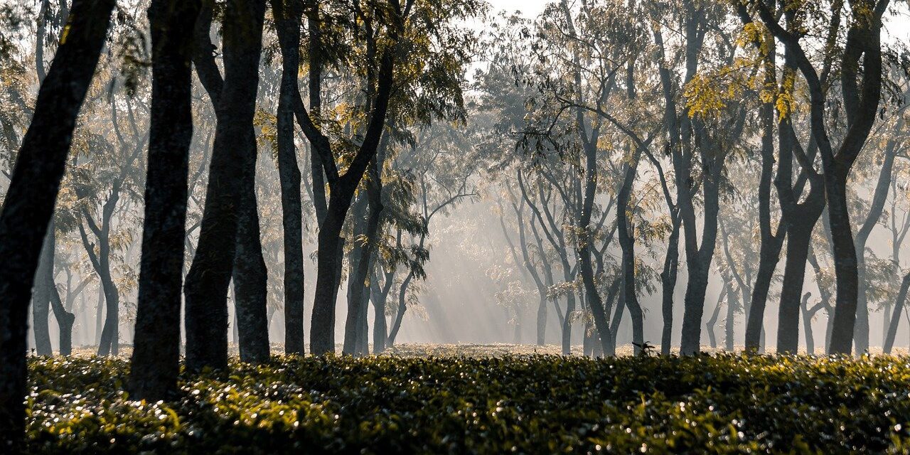Enyhe időt ígérnek a meteorológusok a következő napokra