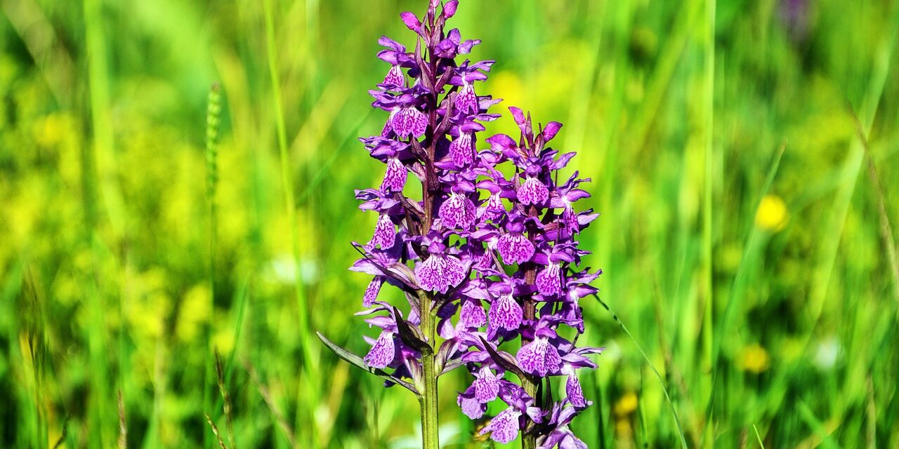 A virágos növények csaknem a felét kihalás fenyegetheti