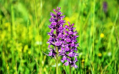 A virágos növények csaknem a felét kihalás fenyegetheti