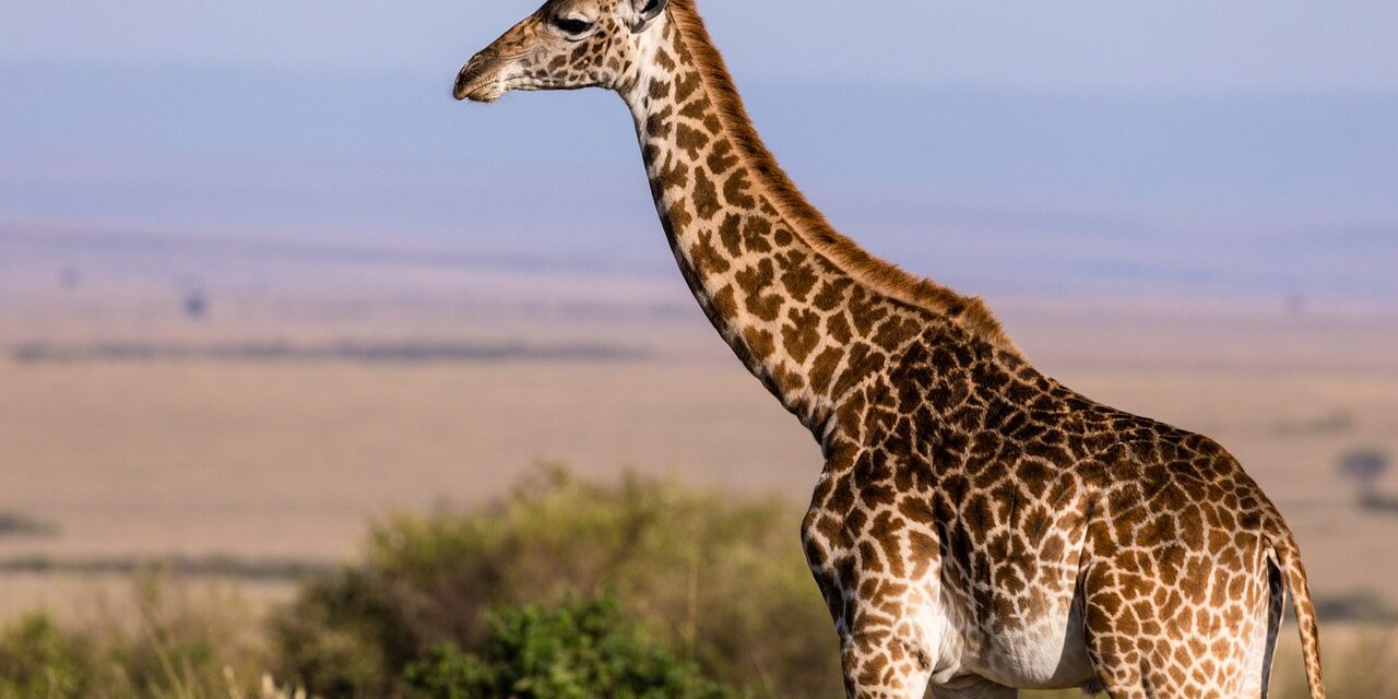 Zsiráfürüléket próbáltak becsempészni Amerikába, hogy nyakláncot csináljanak belőle