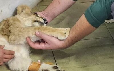 Bűnvádi feljelentés a kisoroszlán feltételezett gyilkosa ellen