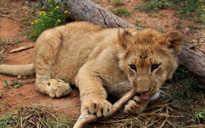 Feljelentettek egy szerb influenszert, mert kisoroszlánt tartott a lakásában (Videó)