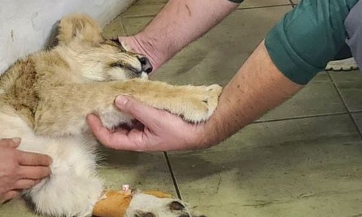 Elpusztult a kisoroszlán