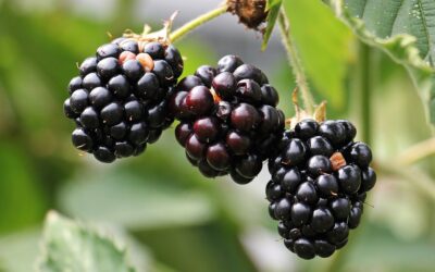 Szerbiai szeder és étrendkiegészítő akadt fenn az uniós határon