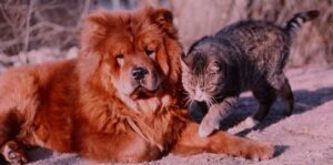 Kutya-macska barátság (Illusztráció: Pixabay)