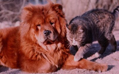 Egy jó szó, egy dicséret, egy segítő kéz 25 éves a Kedvesség Világnapja