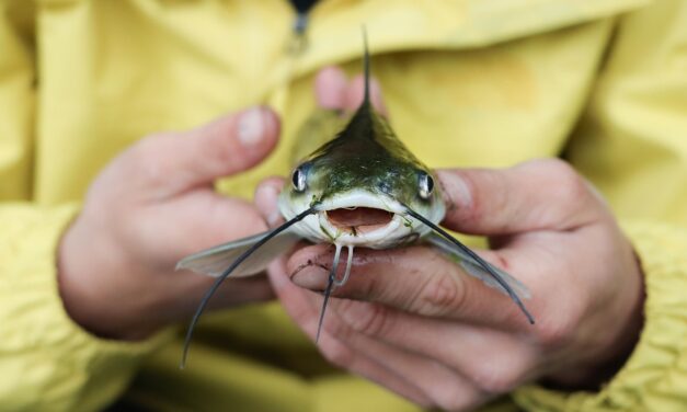 Az ünnepi hal is megdrágul