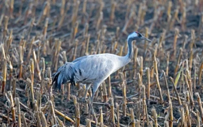 A madárinfluenza egy erősen fertőző változata jelent meg Magyarkanizsa községben