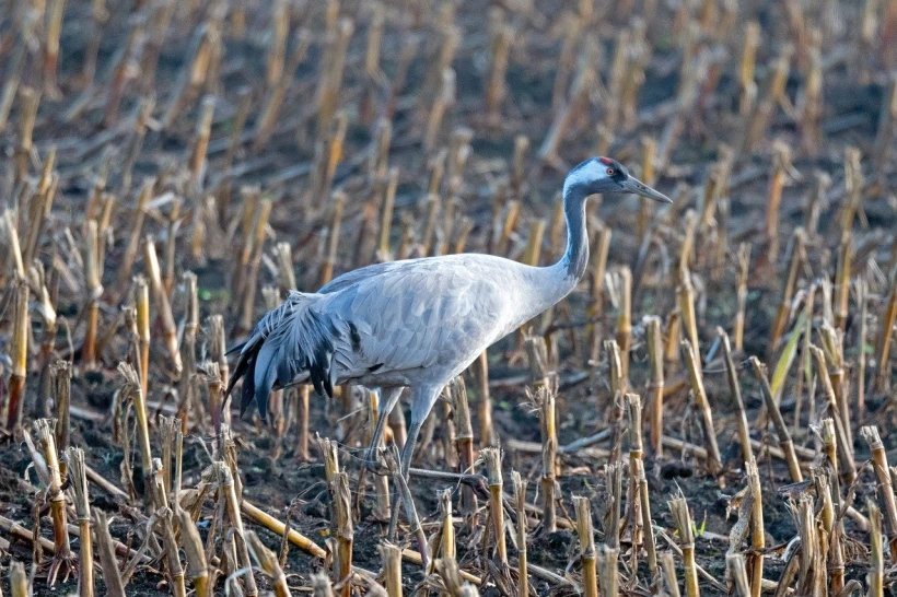 A madárinfluenza egy erősen fertőző változata jelent meg Magyarkanizsa községben