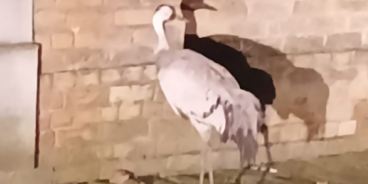 <span class="entry-title-primary">Madárinfluenza Zentán és környékén</span> <span class="entry-subtitle">Ha vadmadárral találkoznak, ne próbálják befogni, hívjanak állatorvost</span>