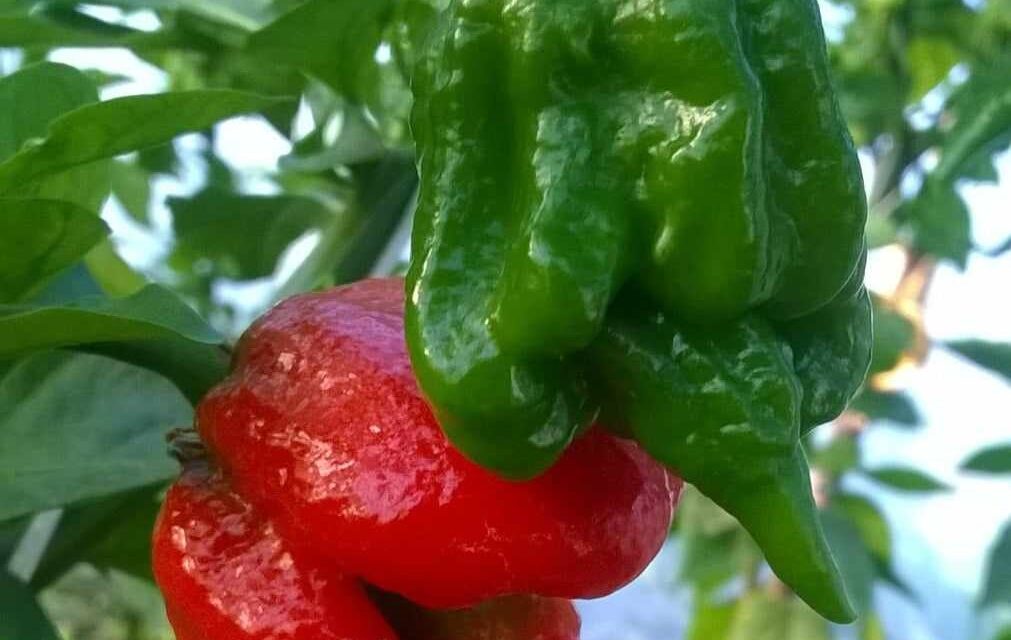 <span class="entry-title-primary">A chili nem csak az erősségről szól, hanem az ízekről is</span> <span class="entry-subtitle">Két vajdasági chili-termelővel beszélgettünk</span>