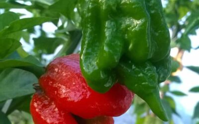 A chili nem csak az erősségről szól, hanem az ízekről is Két vajdasági chili-termelővel beszélgettünk