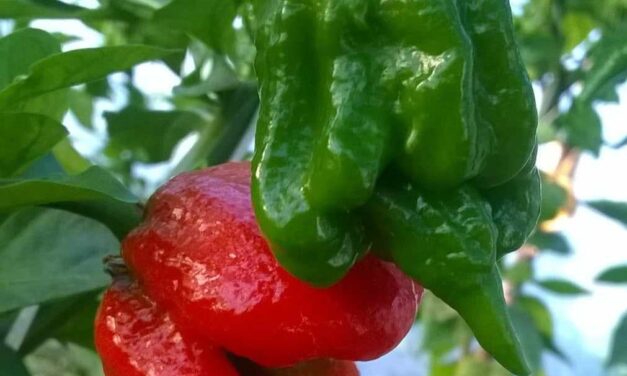 A chili nem csak az erősségről szól, hanem az ízekről is