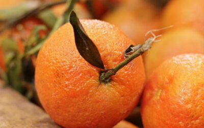 Drága lesz az idei narancs