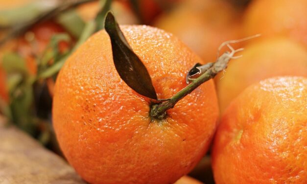 Drága lesz az idei narancs