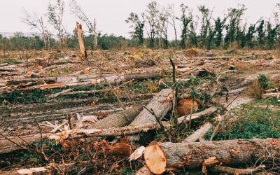 Csaknem négyezer köbméter fát vágnak ki a belcsényi táborhelynél
