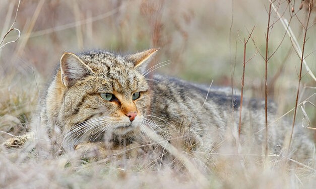 Két új vadmacska érkezett a Szegedi Vadasparkba (VIdeóval)