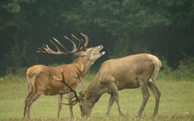 Átrepült egy szarvas az autó felett (videóval)
