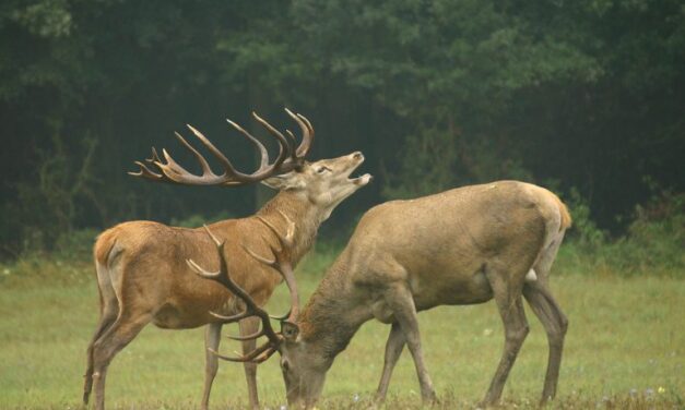 Átrepült egy szarvas az autó felett (videóval)