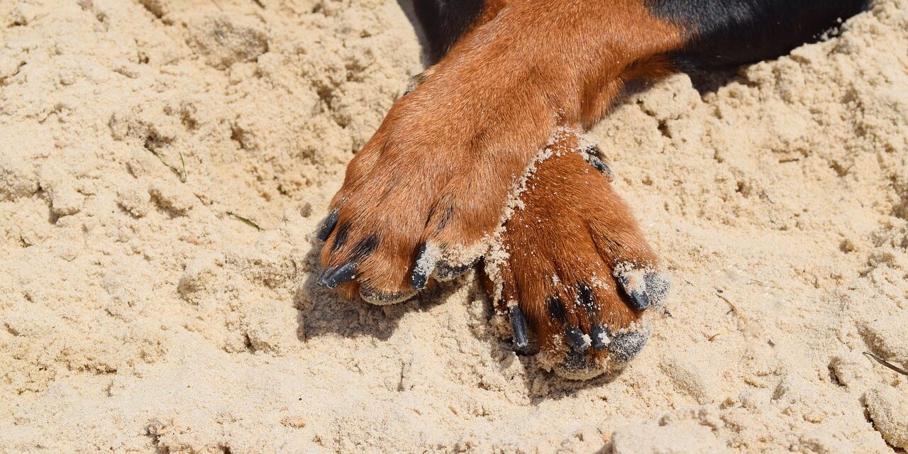 Megkínoztak és meggyilkoltak, majd a csatornába dobtak egy kutyát Pirosnál