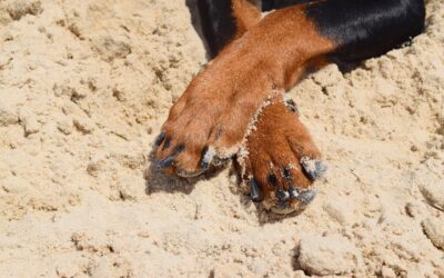 Állatoknak gyűjtöttek vasárnap Újvidéken