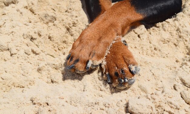 Állatoknak gyűjtöttek vasárnap Újvidéken