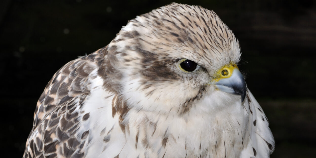 A kerecsensólyom az év madara 2024-ben